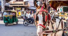 a horse and cart with tuk tuk and rickshaw in the background in the streets of delhi india