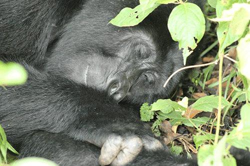 Gorilla in Uganda