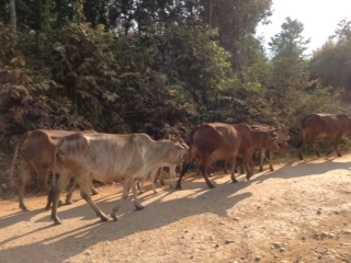 Cows on the road