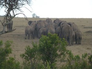 Herd of elephants in the Masai Mara