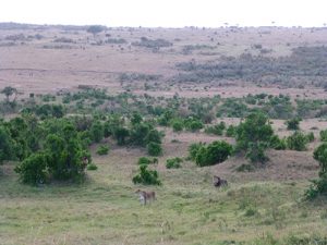 Lions in the Masai Mara