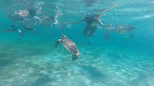 A-sea-turtle-poses-for-his-close-up-off-the-Belize-Barrier-Reef