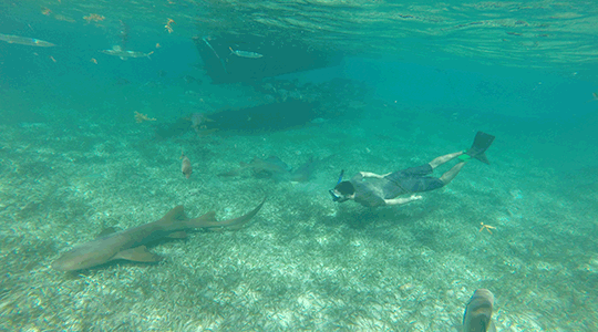 Close encounters while snorkelling off the Belize Barrier Reef 