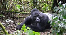 Uganda mountain gorilla