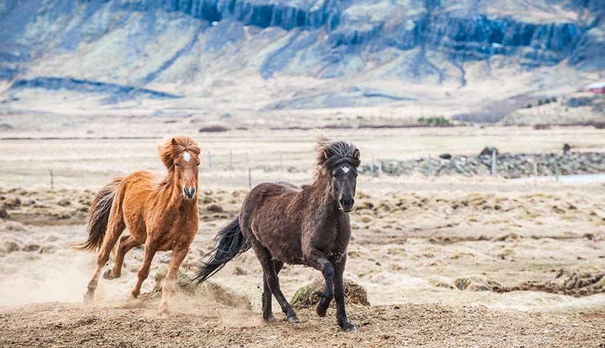 Icelandic ponies in Iceland outside Akureyri