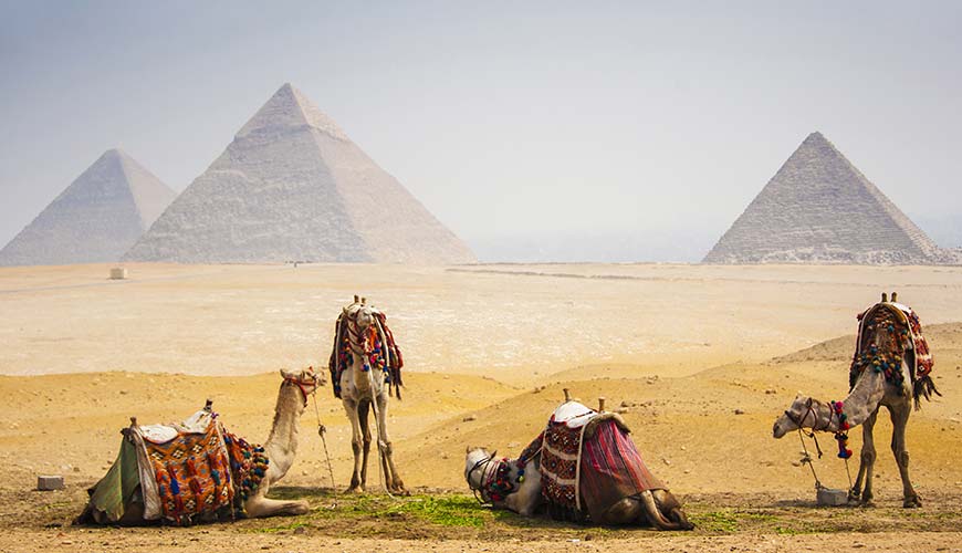 4 camels standing in front of the great pyramids of Giza