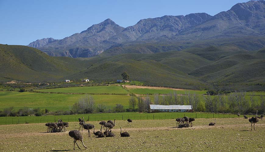 Ostrich farm in Oudtshoorn with mountains in the background on the garden route in south africa