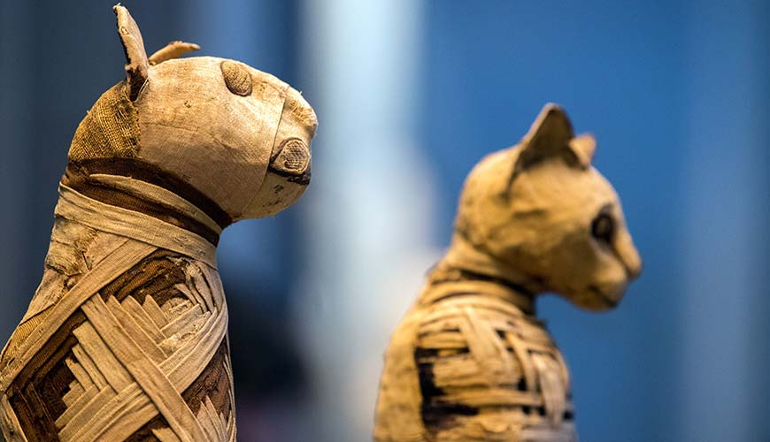 two mummified cats in a museum in egypt