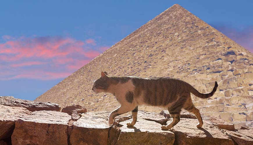 a cat walking up a wall near the great pyramids of giza in egypt