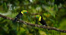 Image of toucans in trees in Costa Rica