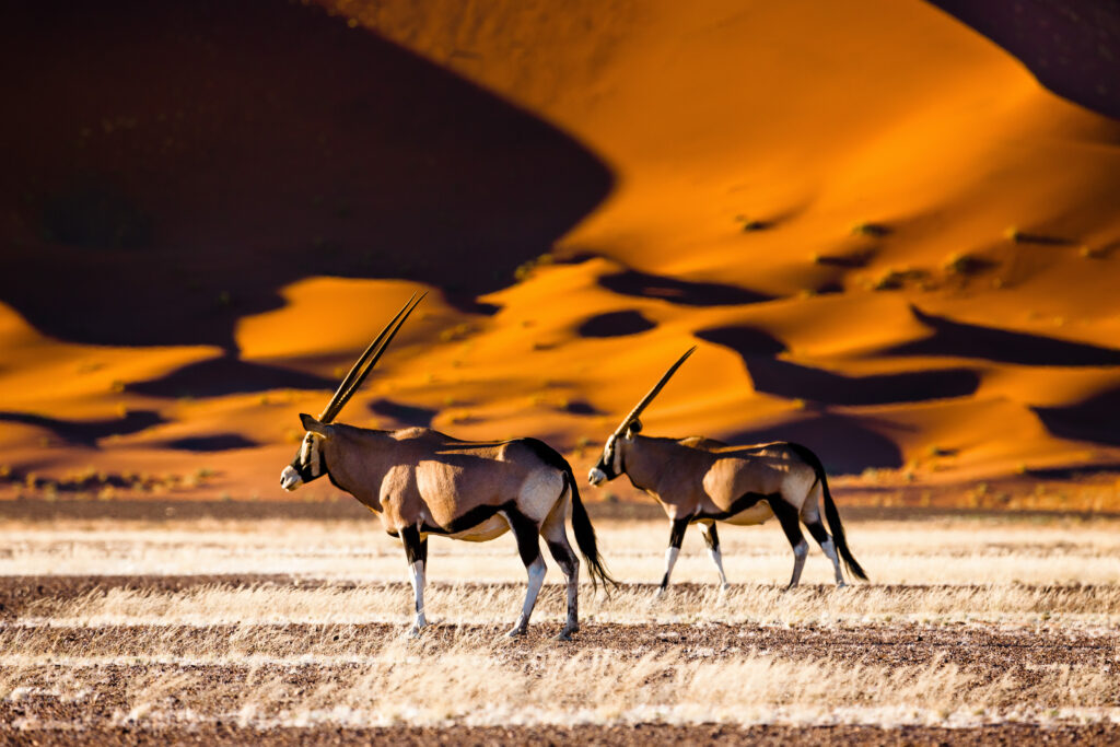 Oryx, Sossusvlei, Namibia, Africa