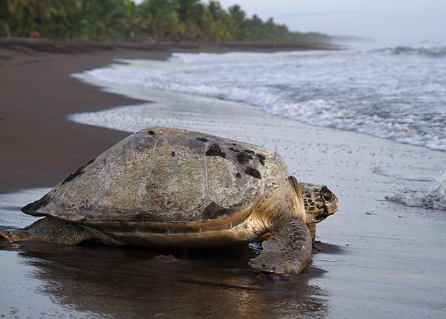 Panama