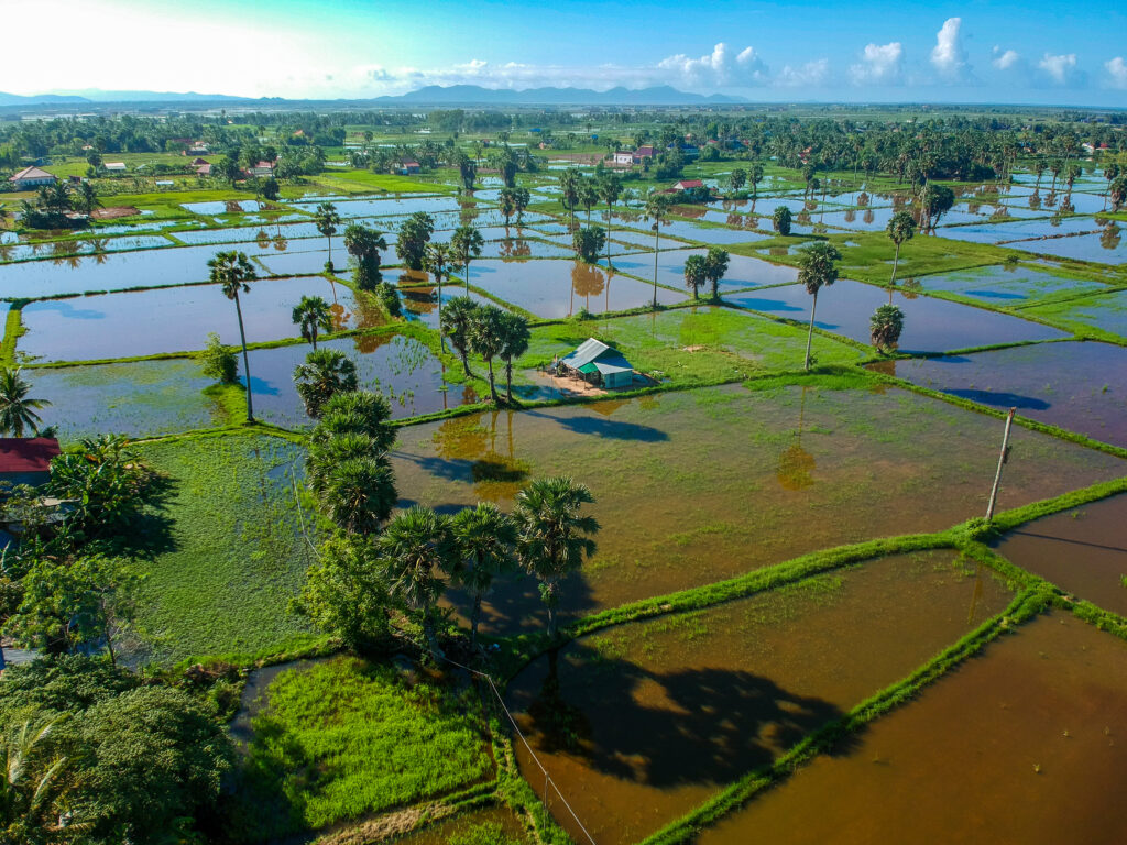 Rice fields, Kampot, Cambodia