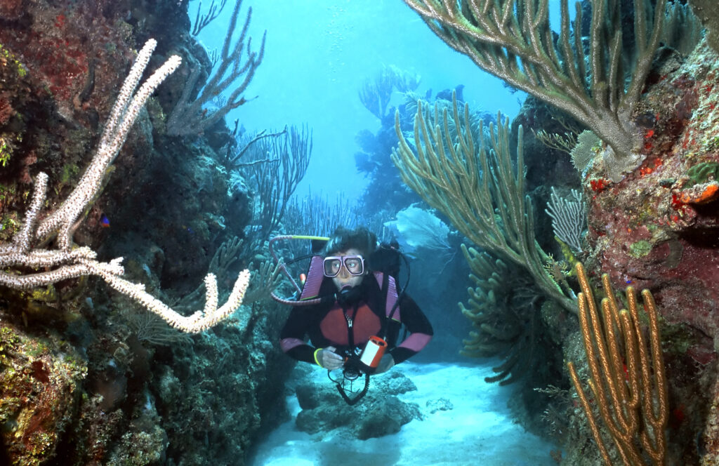 Coral, Roatan, Honduras