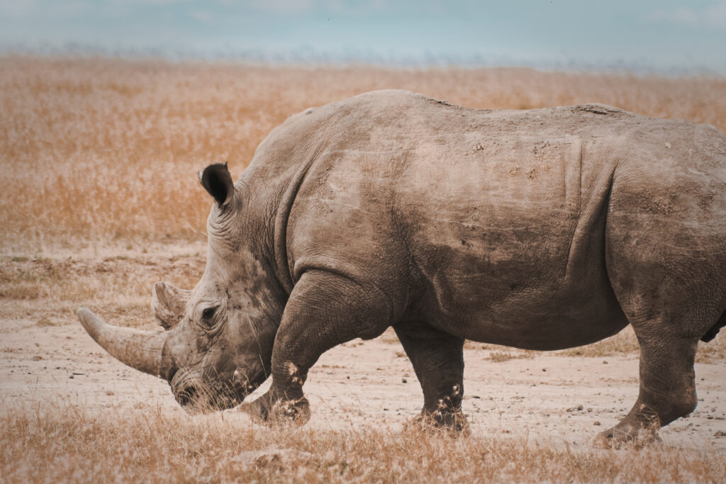 Black Rhino, Zimbabwe, Africa