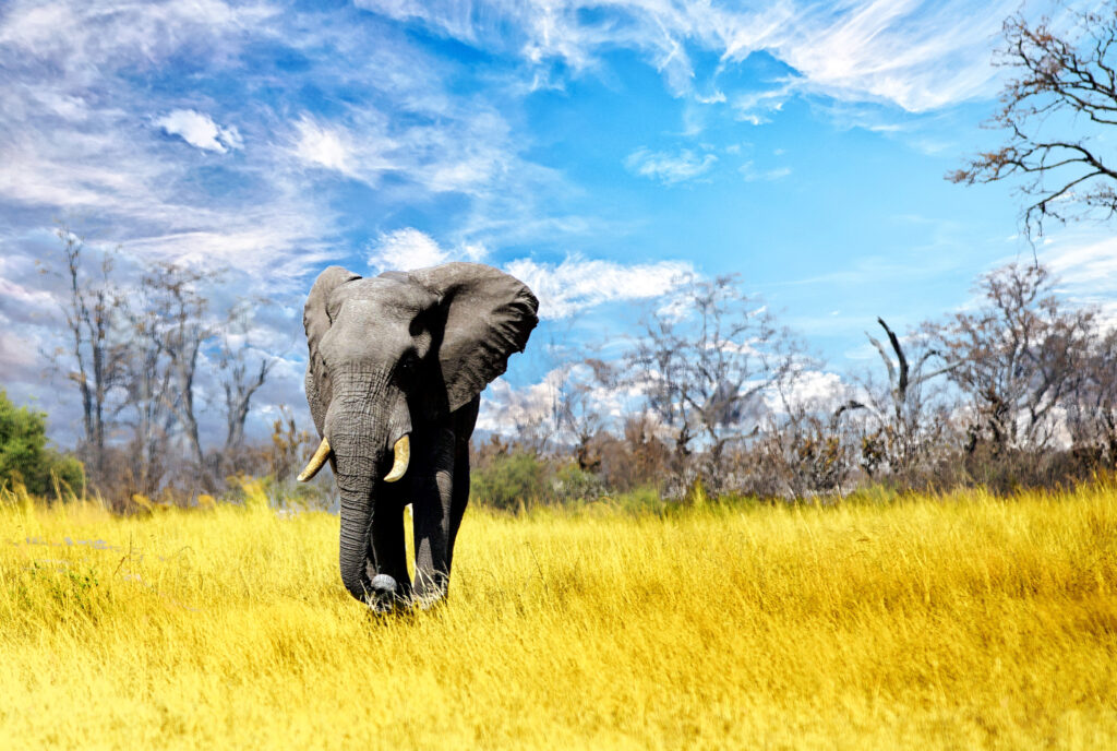 Matusadona National Park, Zimbabwe, Africa