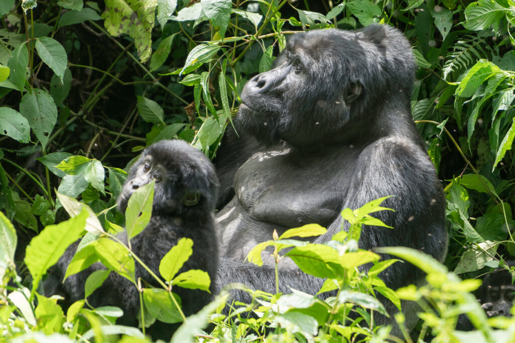 Mountain Gorilla in the Bwindi Impenetrable Forest, Uganda